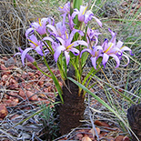 Xerophyta retinervis
